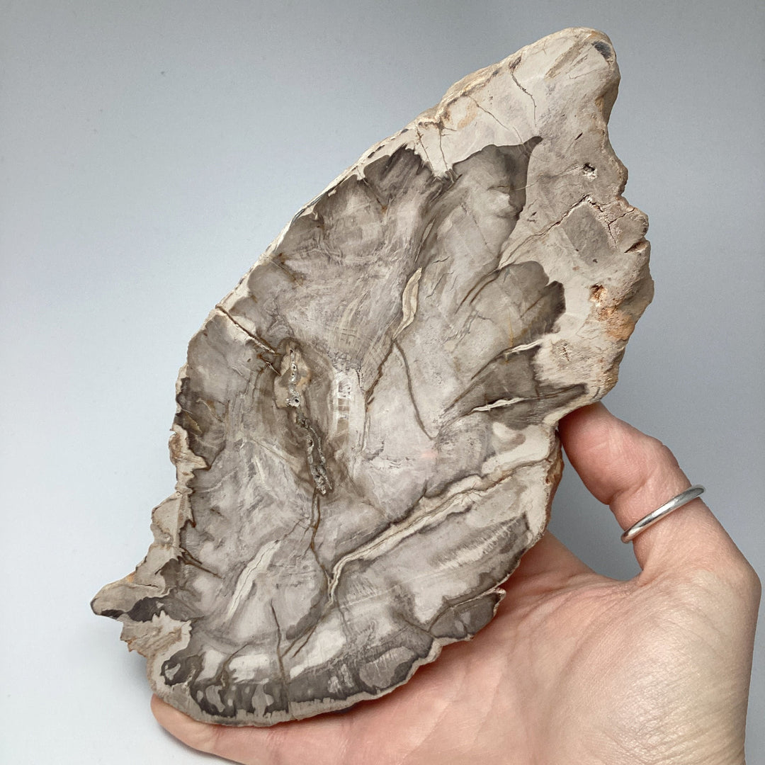 Araucaria Petrified Wood Slice