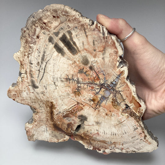 Araucaria Petrified Wood Slice