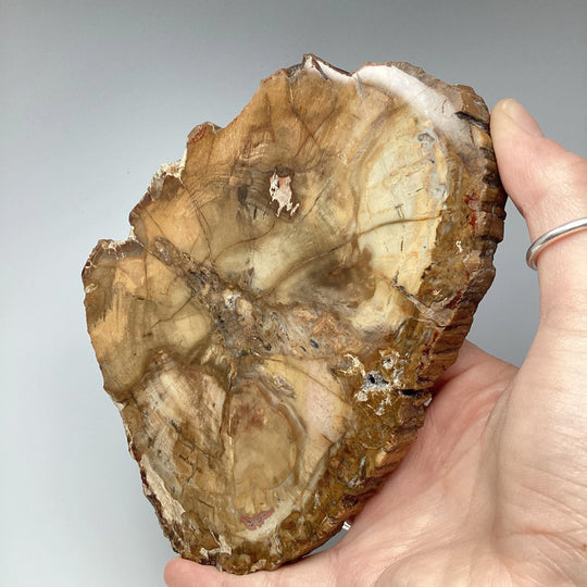 Petrified Wood Slice