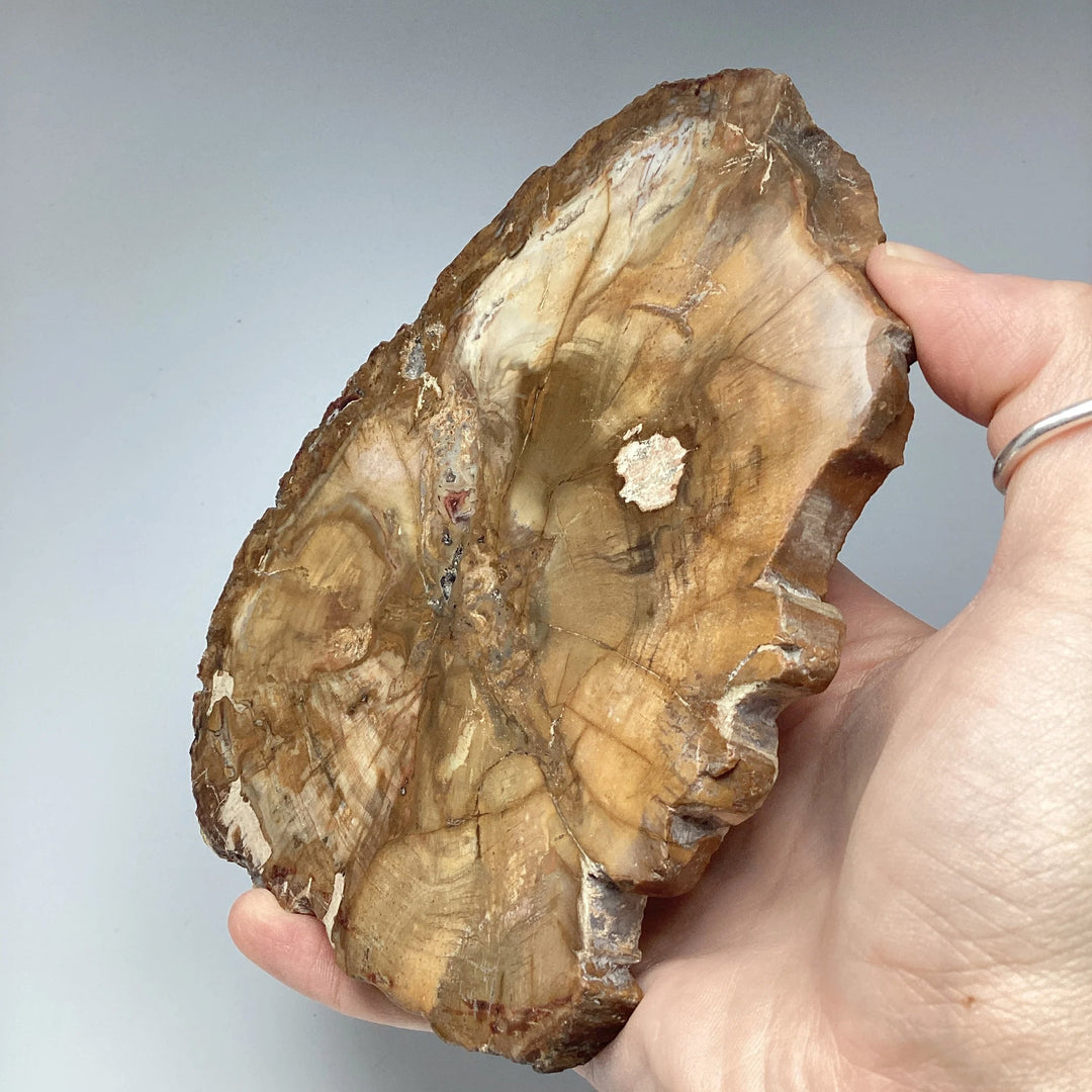 Petrified Wood Slice