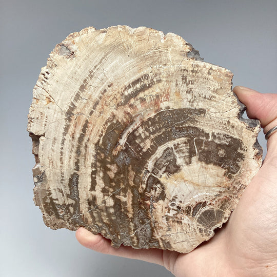 Araucaria Petrified Wood Slice