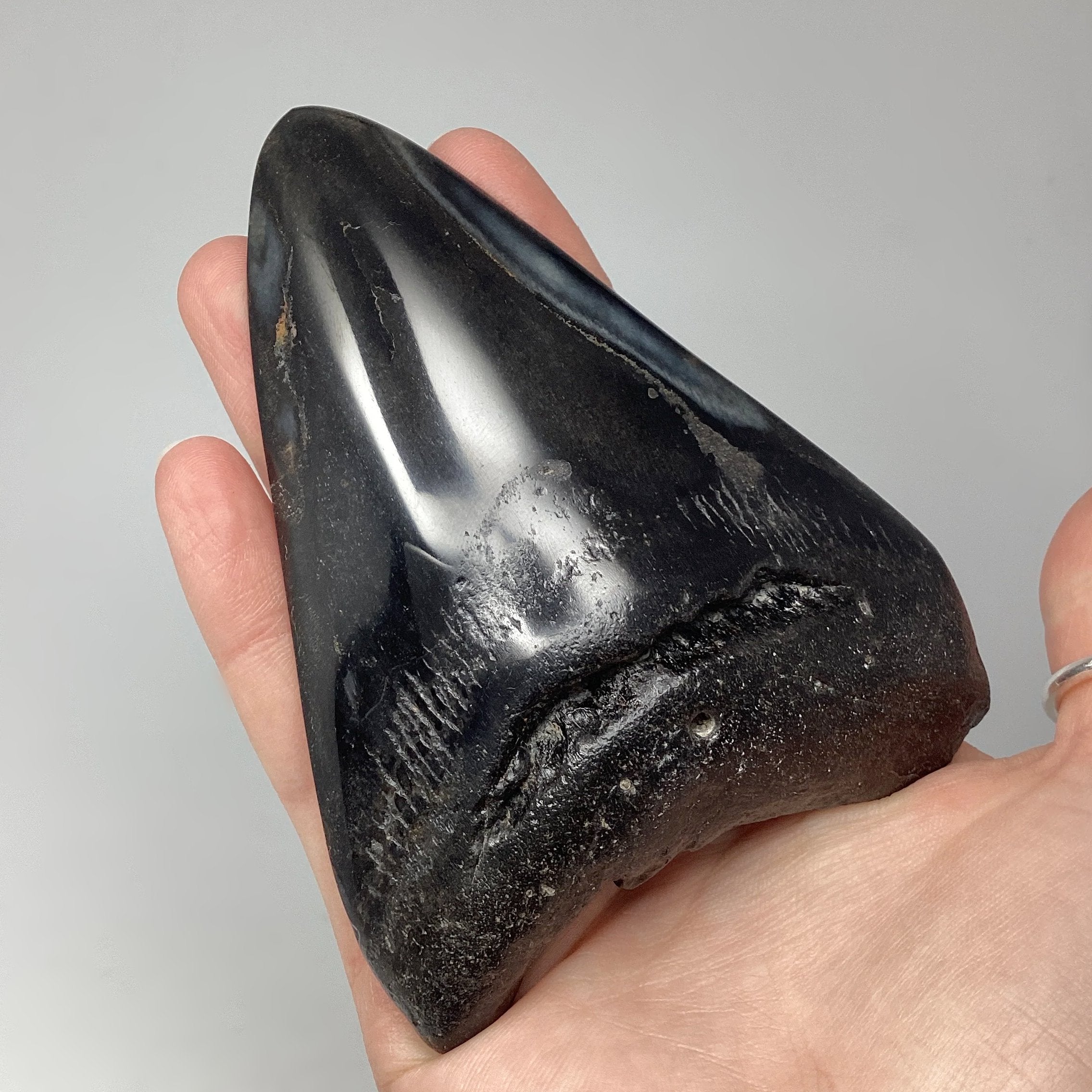 Fossilized Shark Tooth Specimen: Carcharodon Megalodon