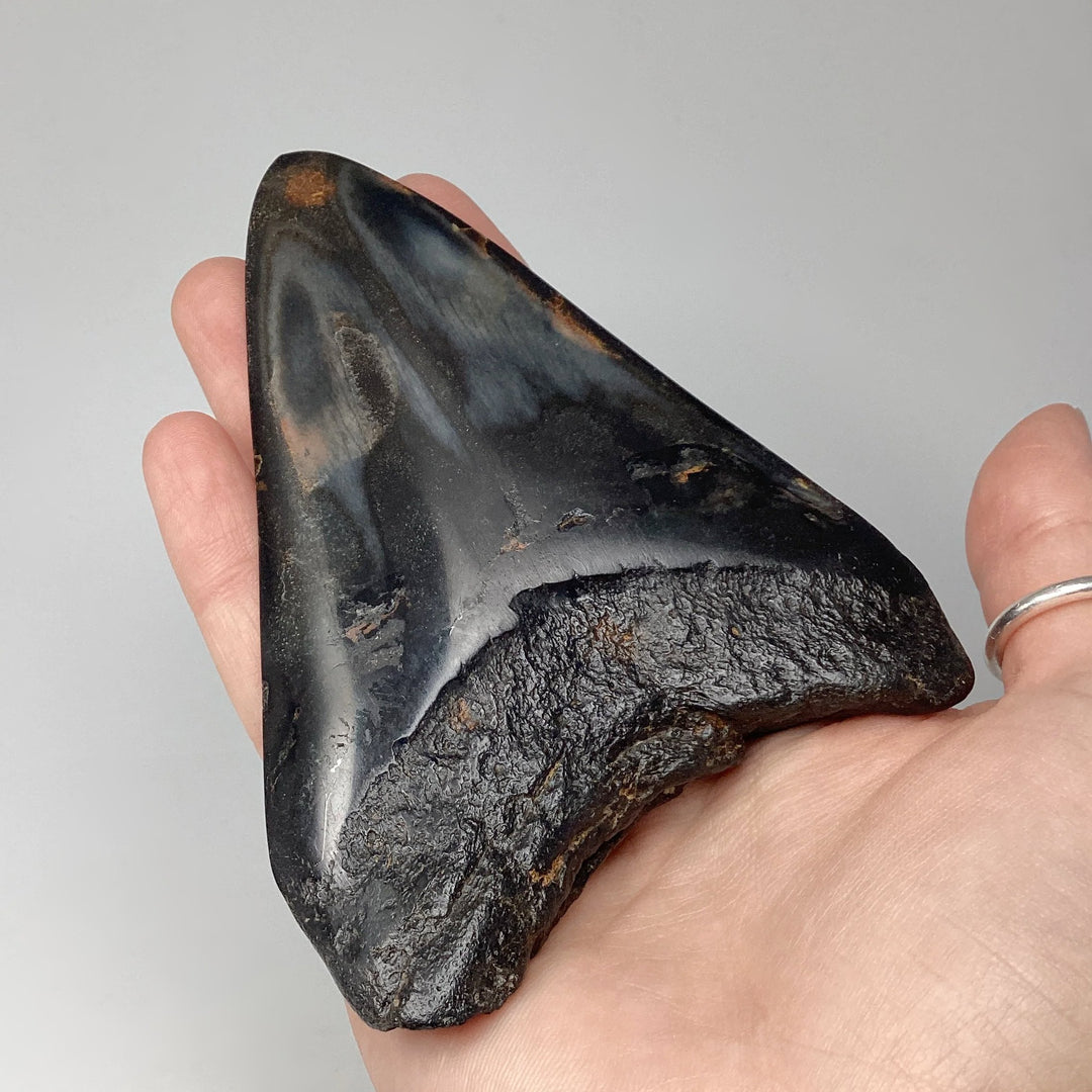 Fossilized Shark Tooth Specimen: Carcharodon Megalodon