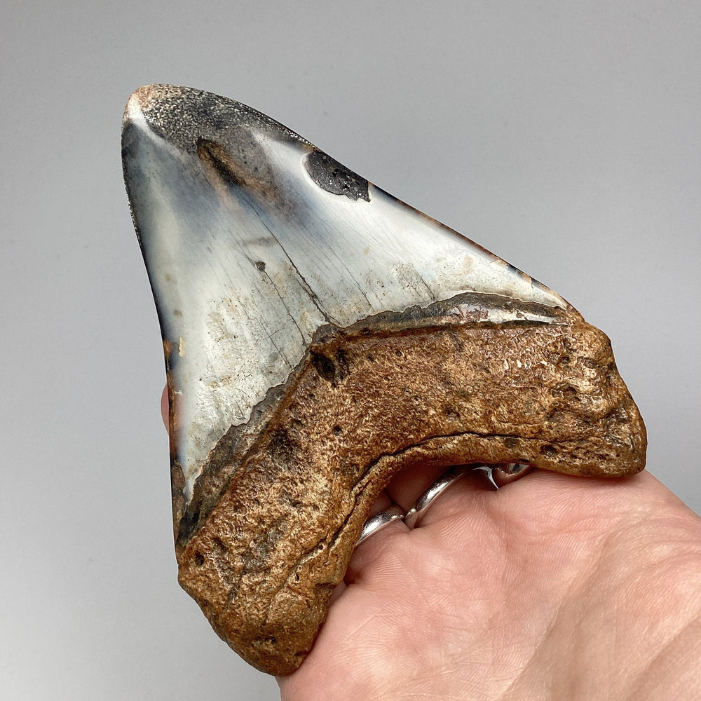 Fossilized Shark Tooth Specimen: Carcharodon Megalodon