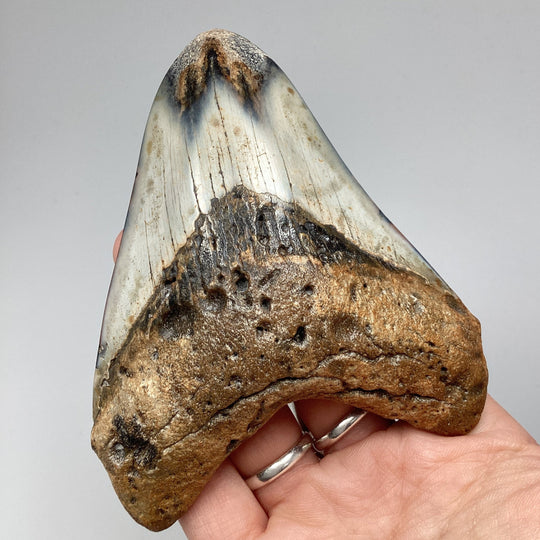 Fossilized Shark Tooth Specimen: Carcharodon Megalodon