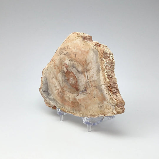 Petrified Wood Slice