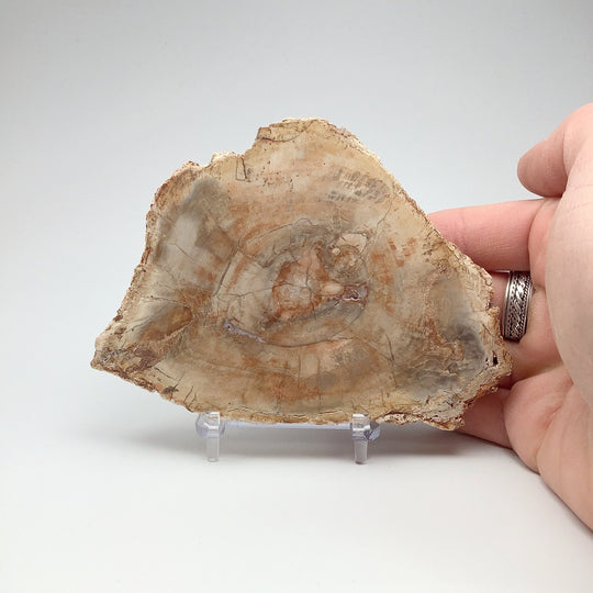 Petrified Wood Slice