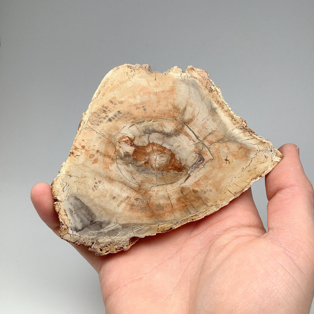 Petrified Wood Slice