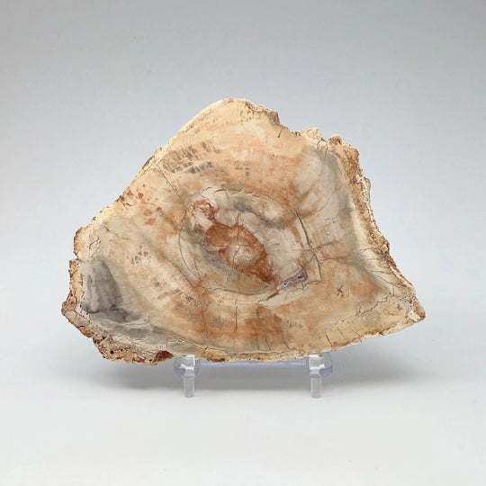 Petrified Wood Slice