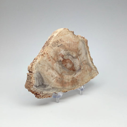 Petrified Wood Slice