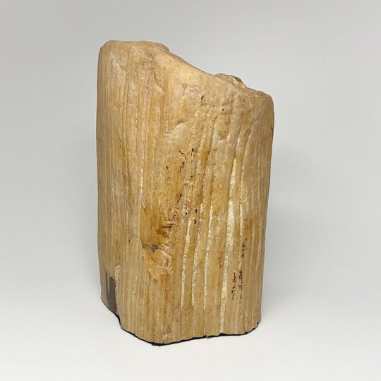 Petrified Wood Stand Up