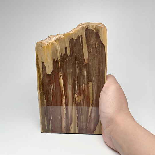 Petrified Wood Stand Up