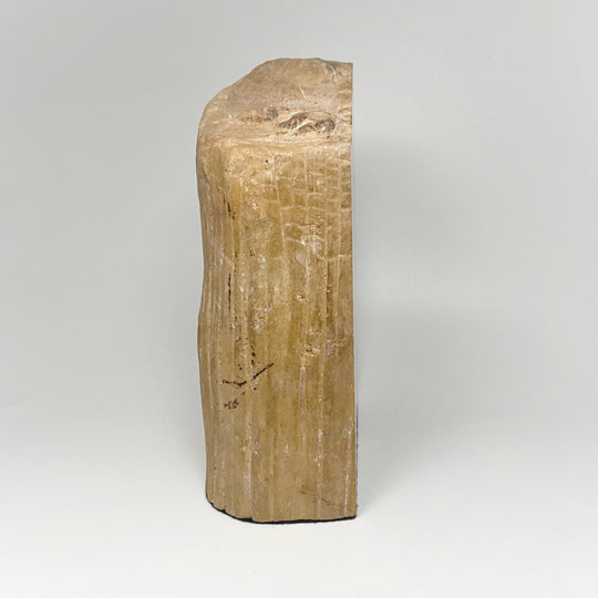 Petrified Wood Stand Up