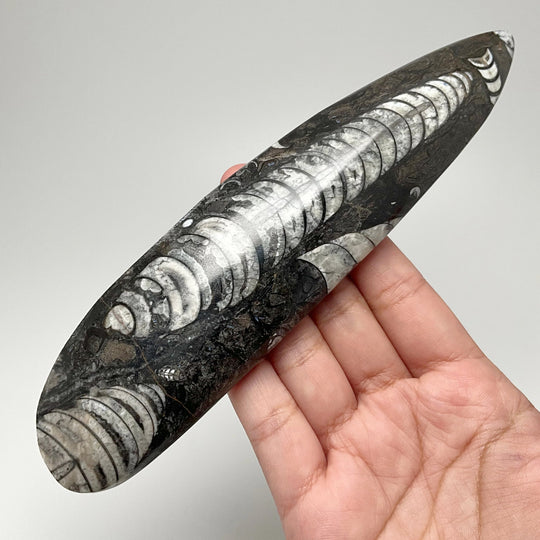 Polished Orthoceras Fossil