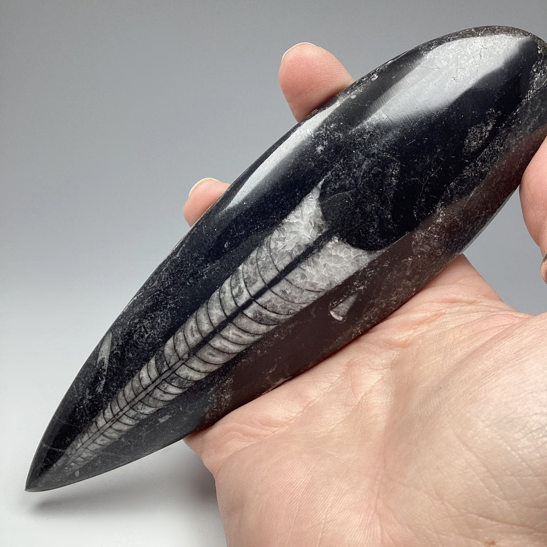 Polished Orthoceras Fossil