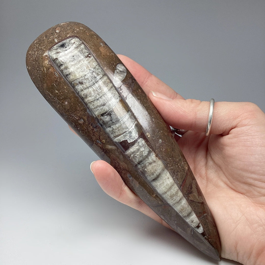 Polished Orthoceras Fossil