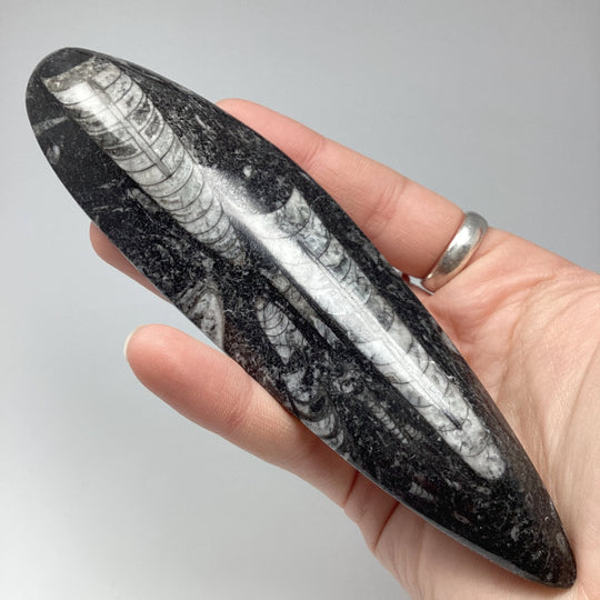 Polished Orthoceras Fossil