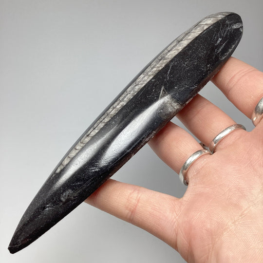 Polished Orthoceras Fossil