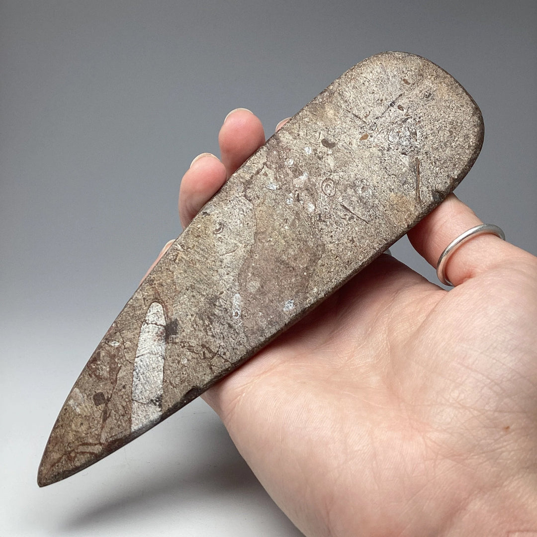 Polished Orthoceras Fossil