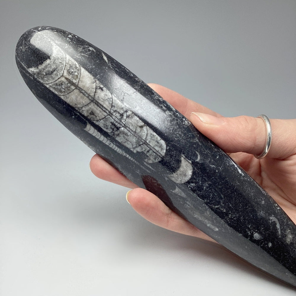 Polished Orthoceras Fossil