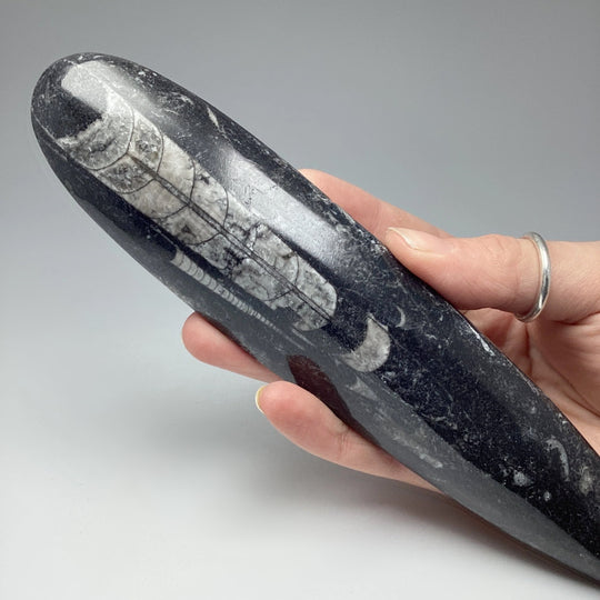 Polished Orthoceras Fossil