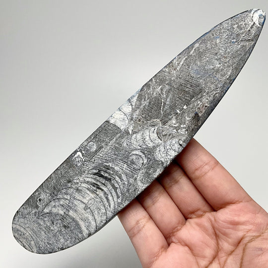 Polished Orthoceras Fossil