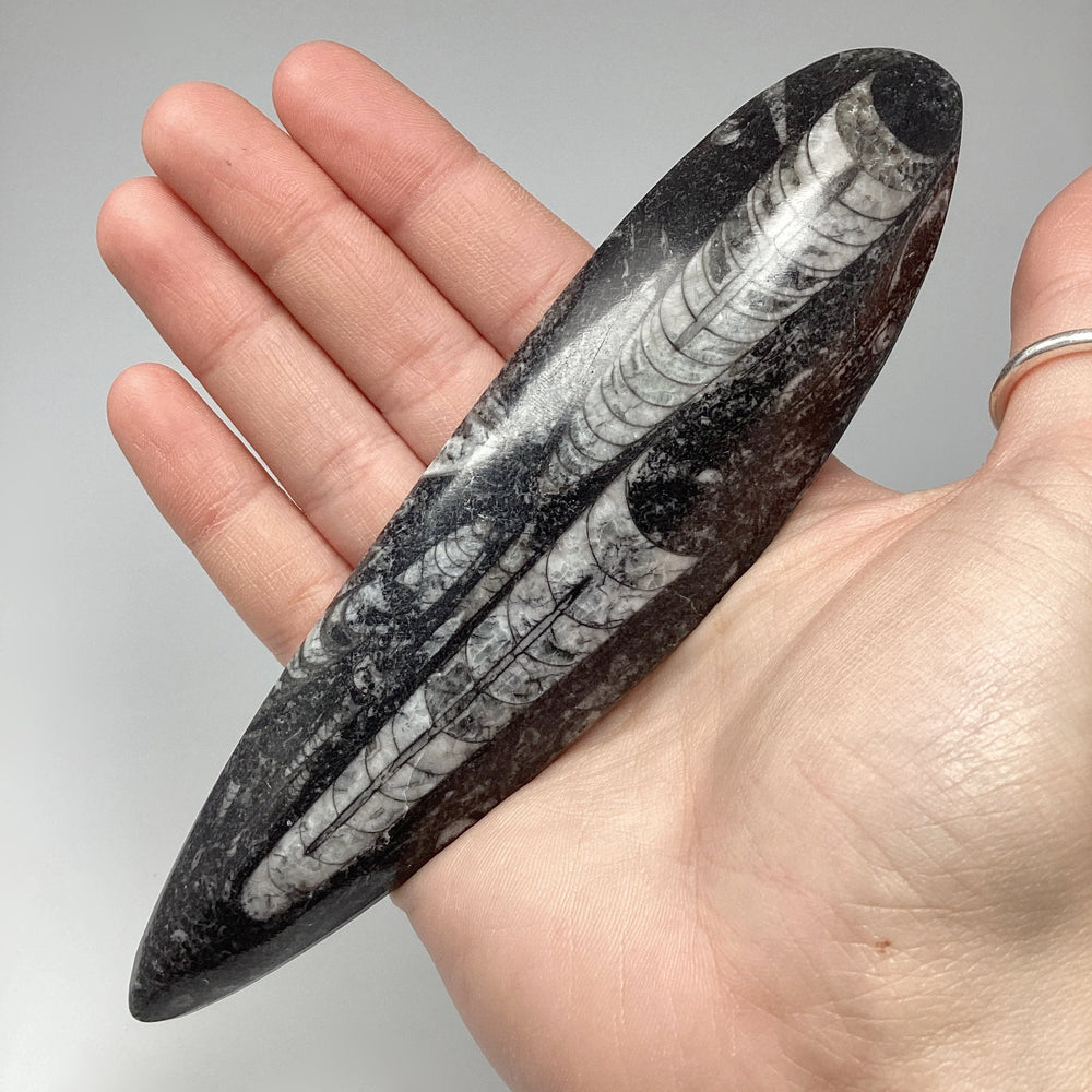 Polished Orthoceras Fossil