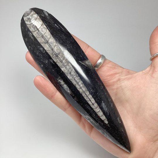 Polished Orthoceras Fossil