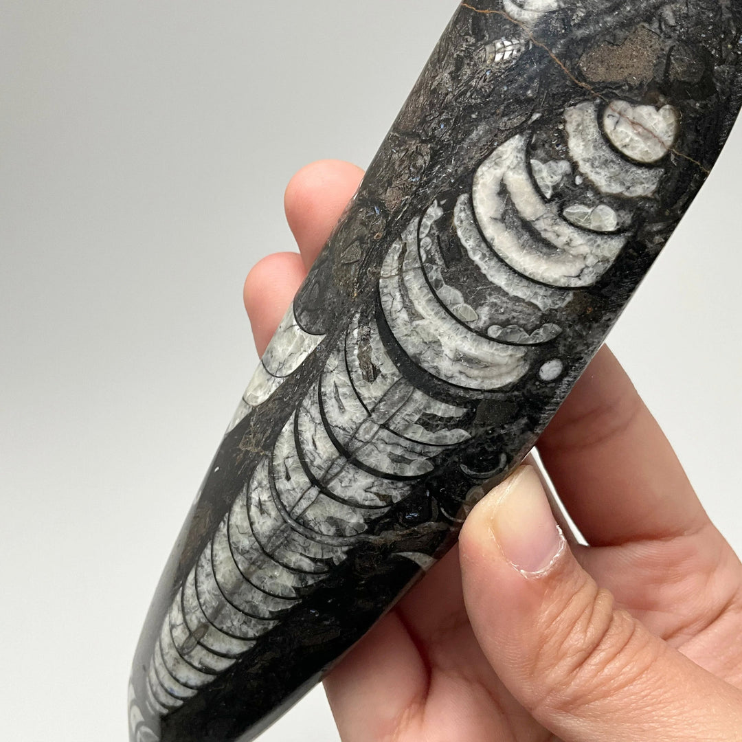 Polished Orthoceras Fossil