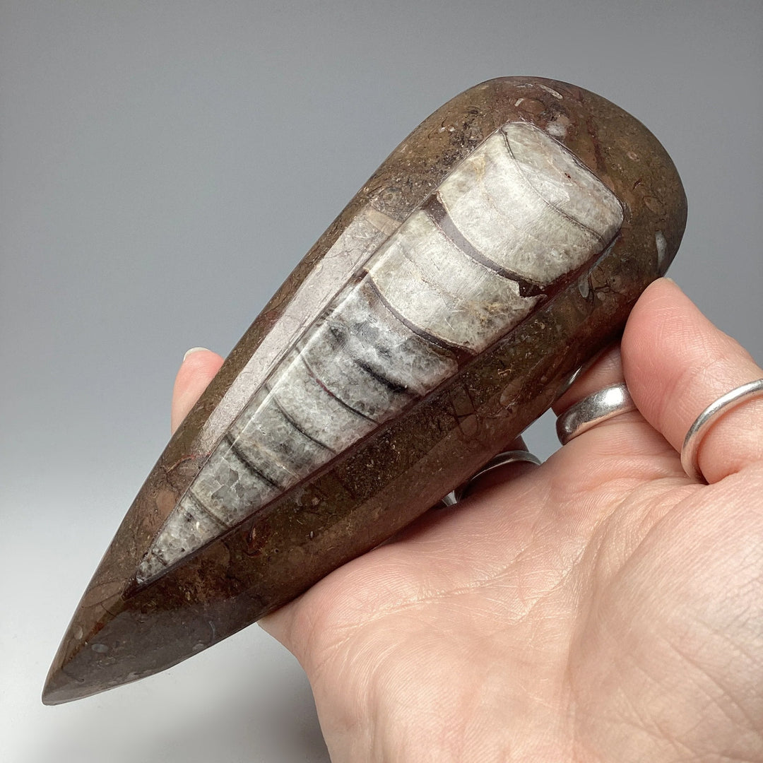 Polished Orthoceras Fossil