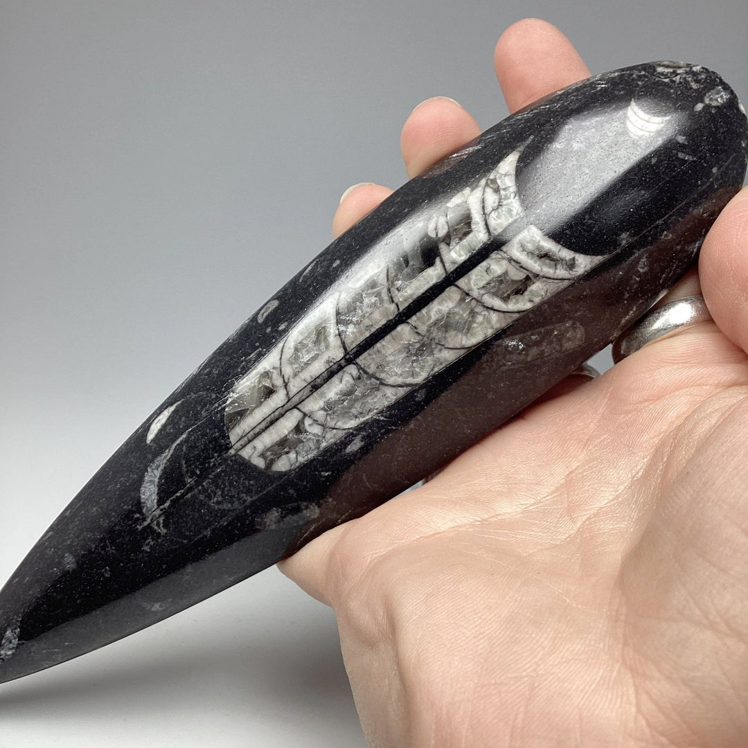 Polished Orthoceras Fossil