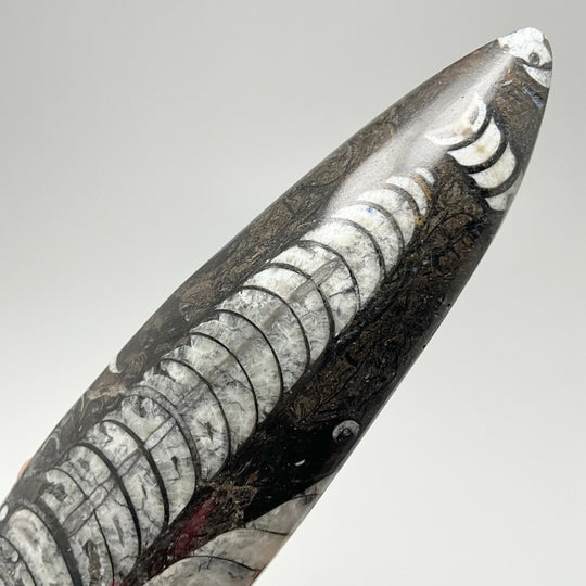 Polished Orthoceras Fossil