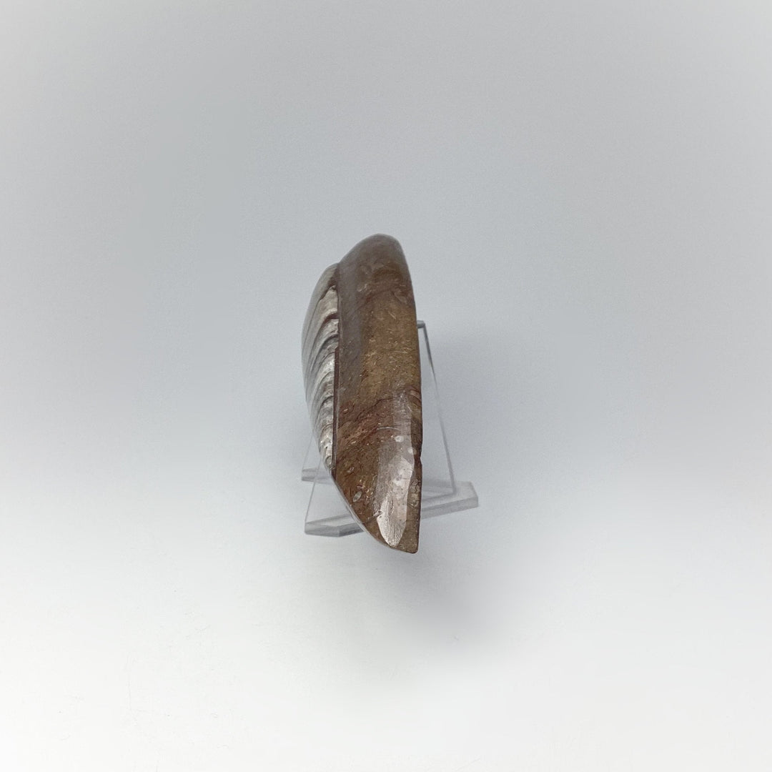 Polished Orthoceras Fossil