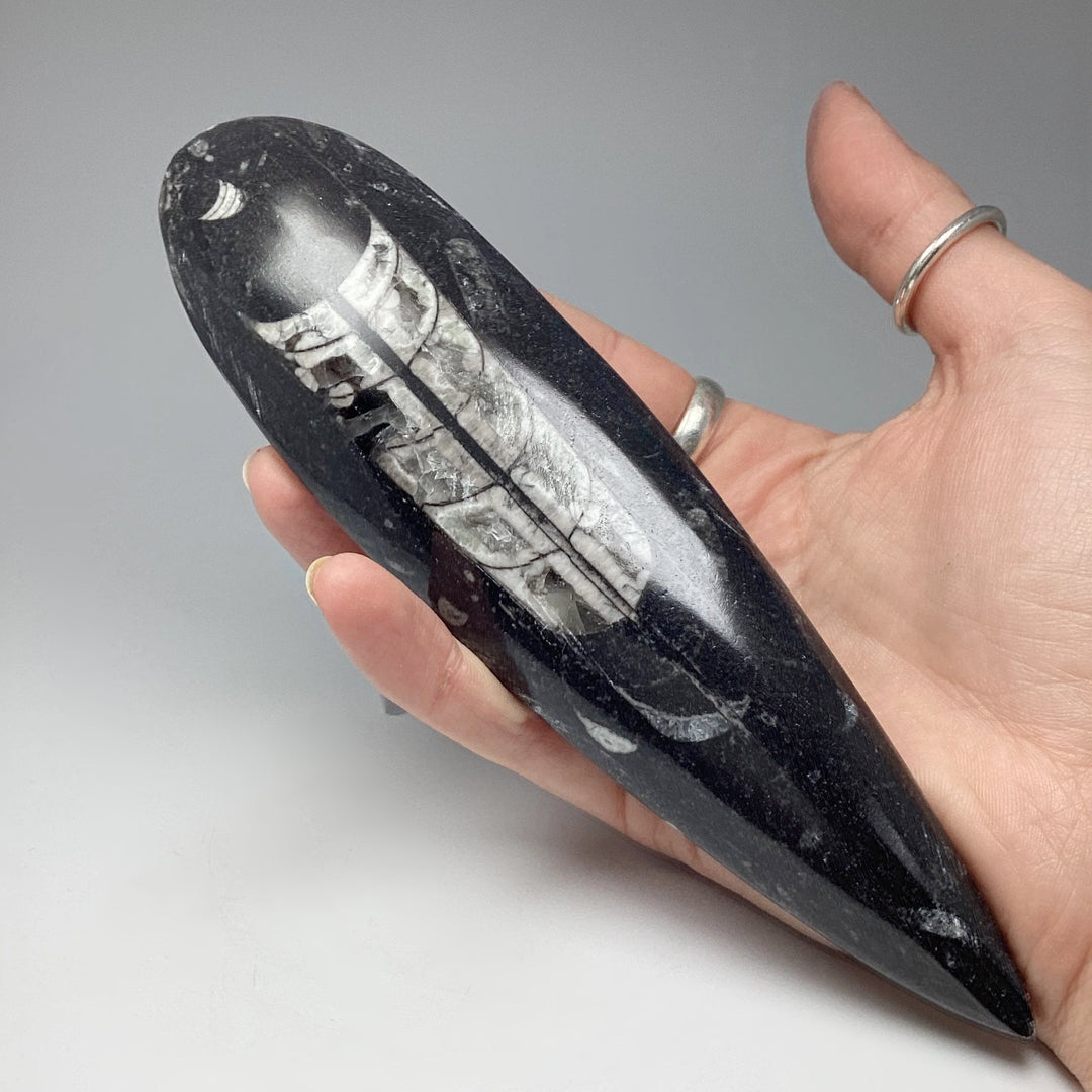 Polished Orthoceras Fossil