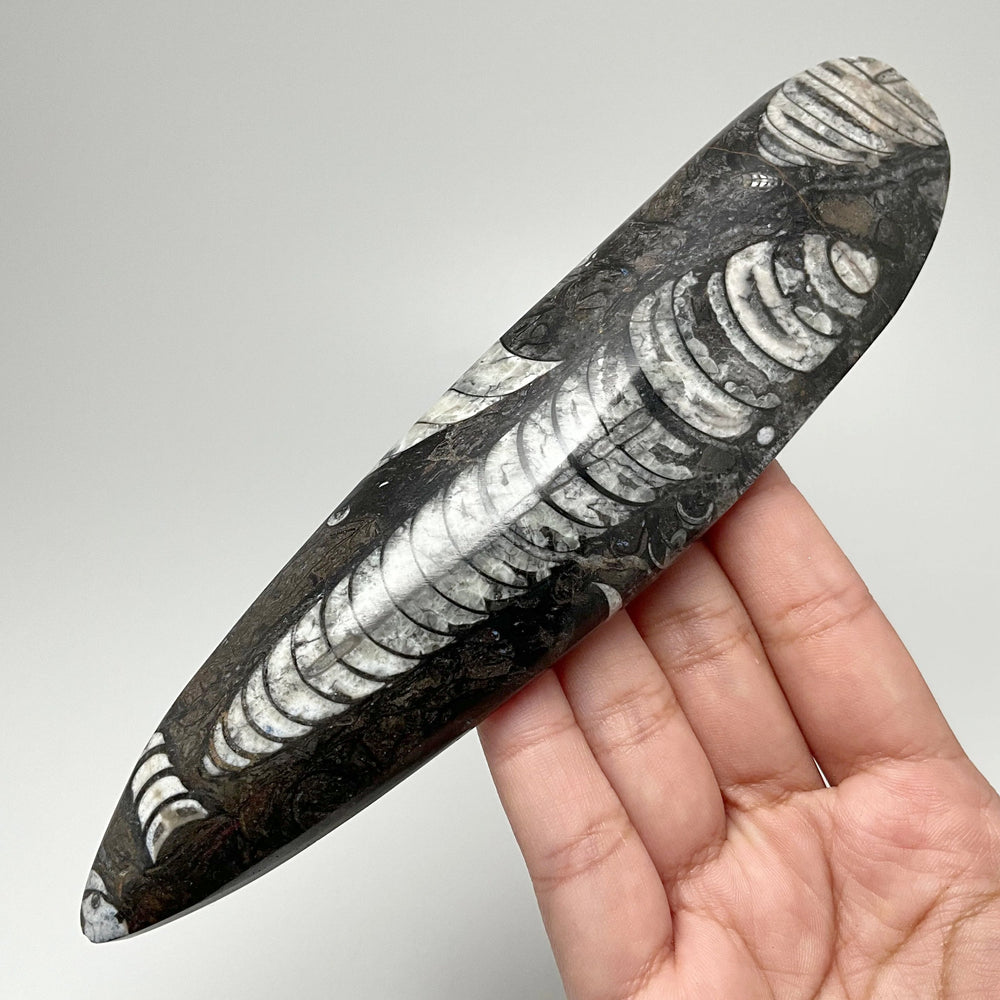 Polished Orthoceras Fossil