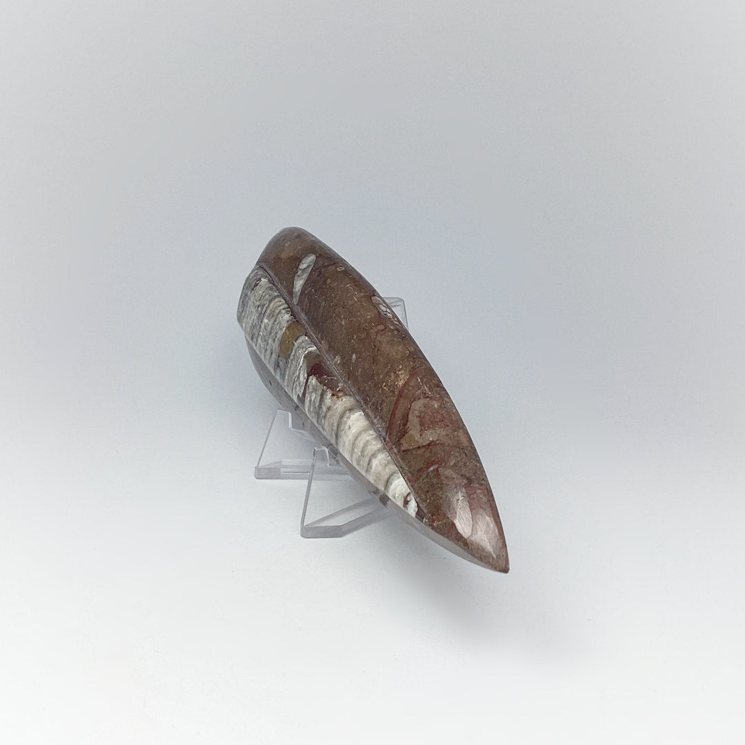 Polished Orthoceras Fossil