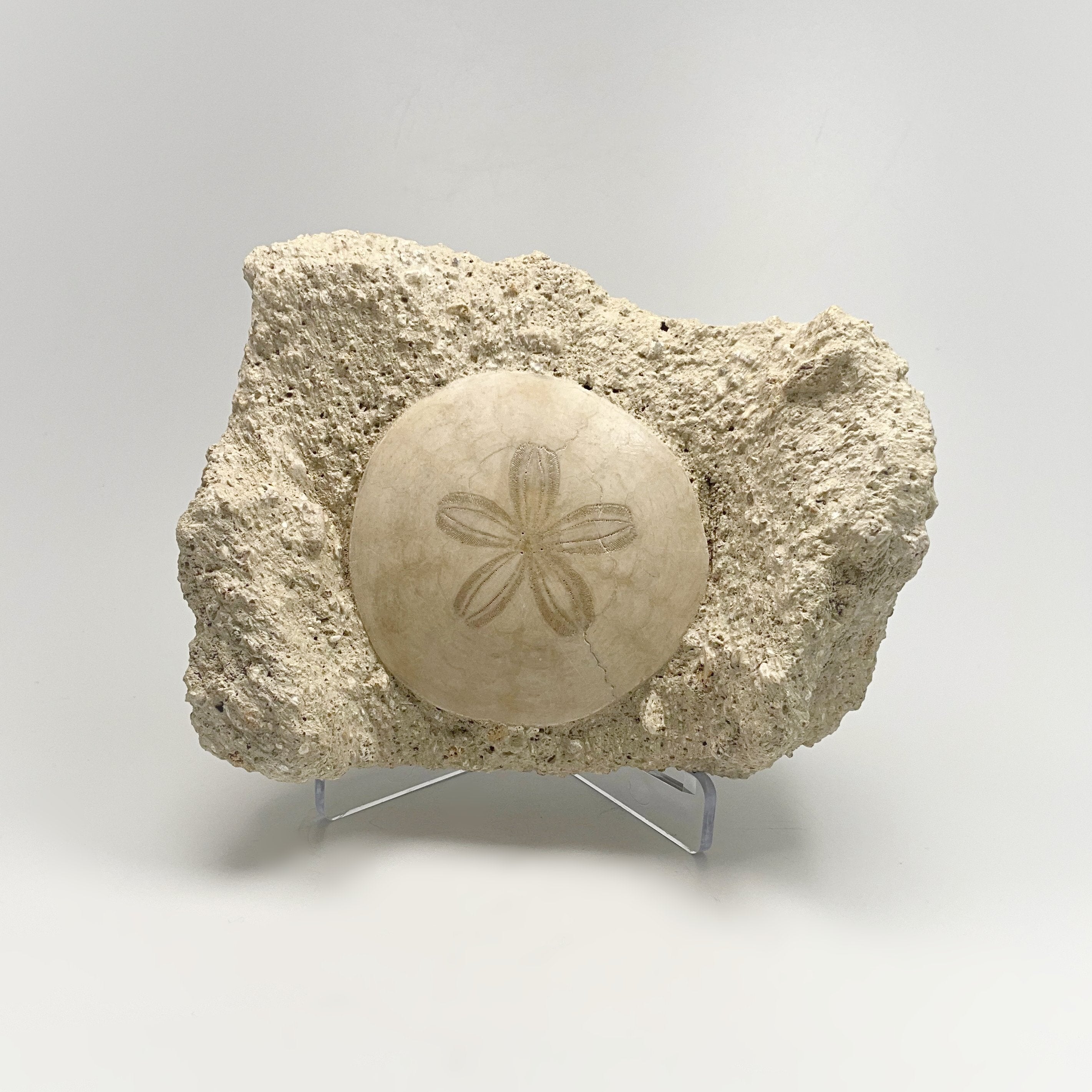 Sand Dollar Fossil in Matrix