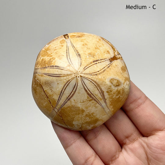 Sea Urchin Fossil