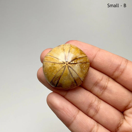 Sea Urchin Fossil