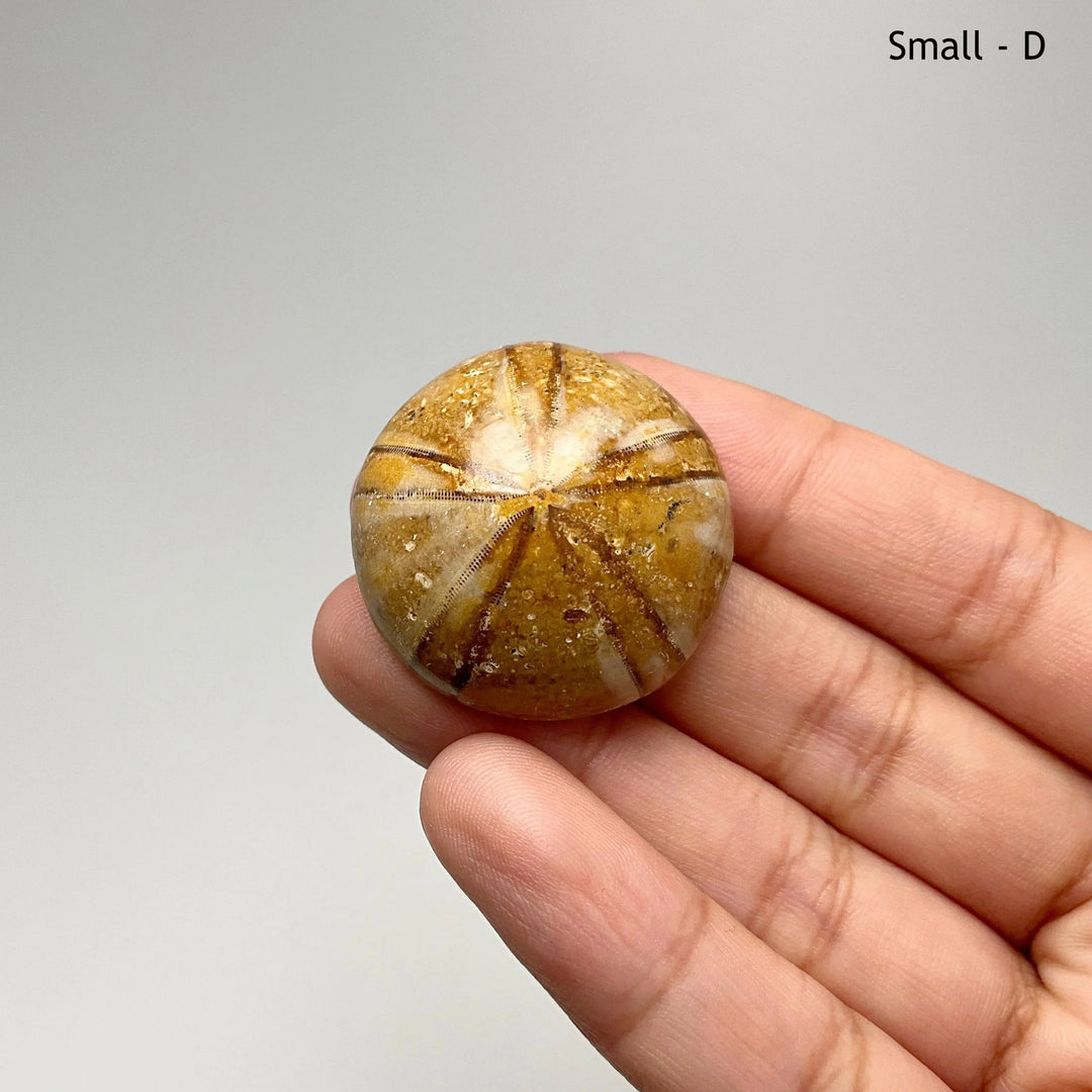 Sea Urchin Fossil