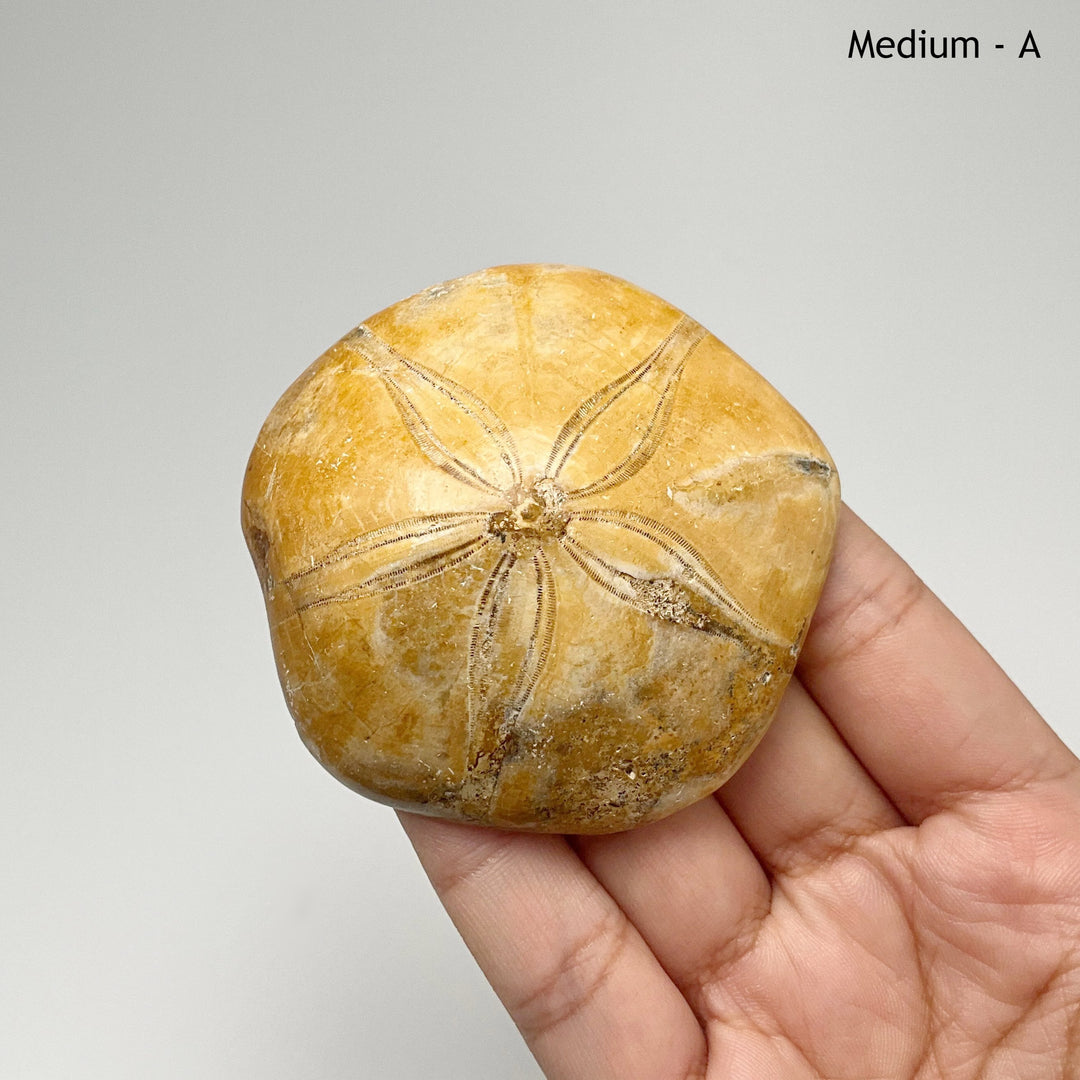 Sea Urchin Fossil