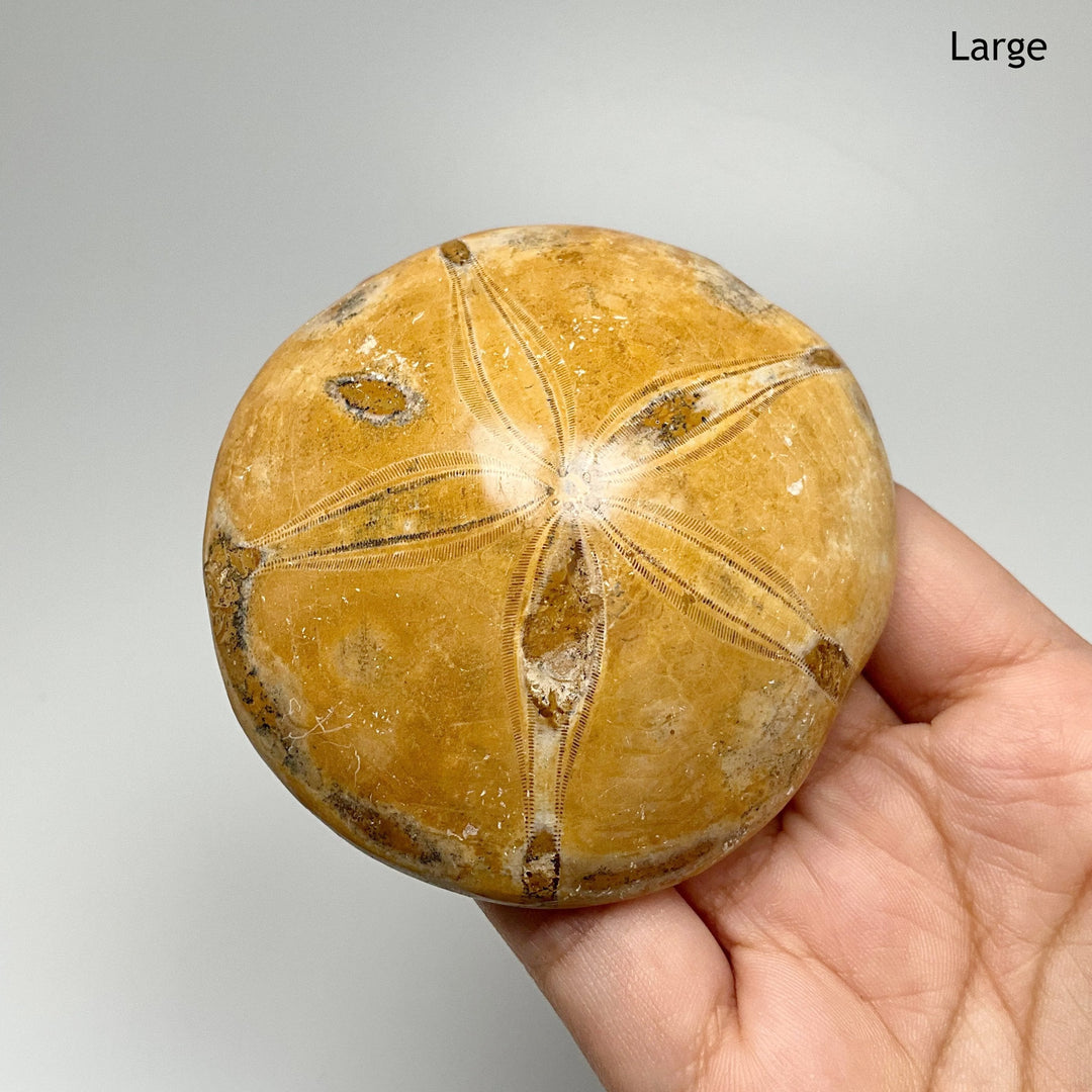 Sea Urchin Fossil