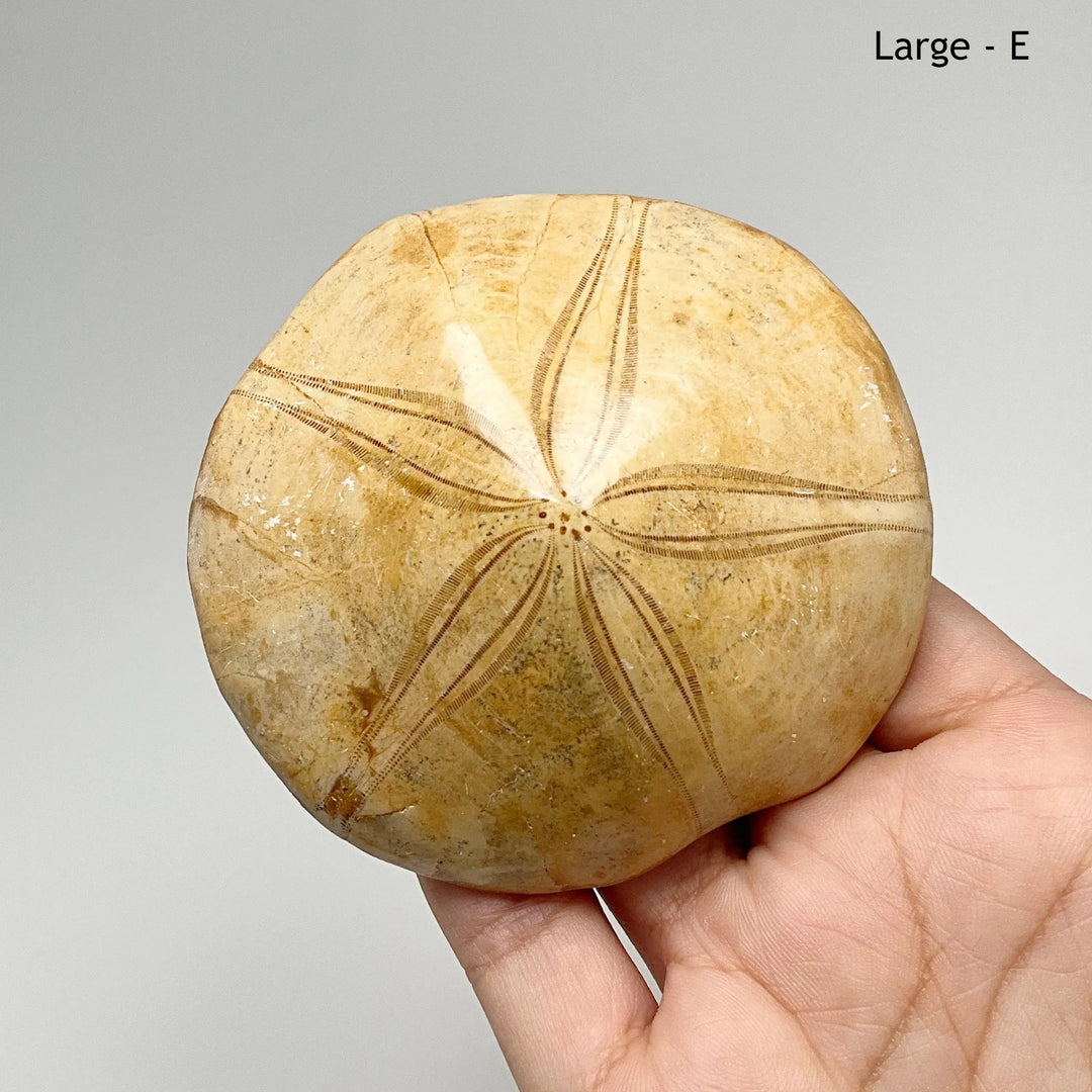 Sea Urchin Fossil