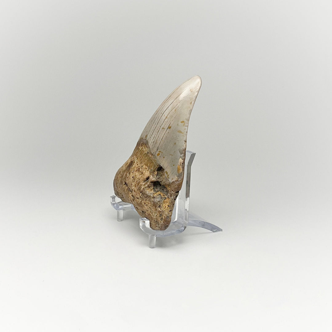 Shark Tooth Specimen: Carcharodon Megalodon