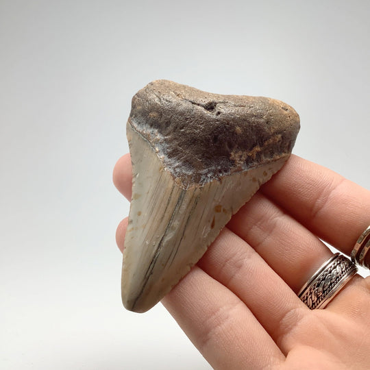 Shark Tooth Specimen: Carcharodon Megalodon