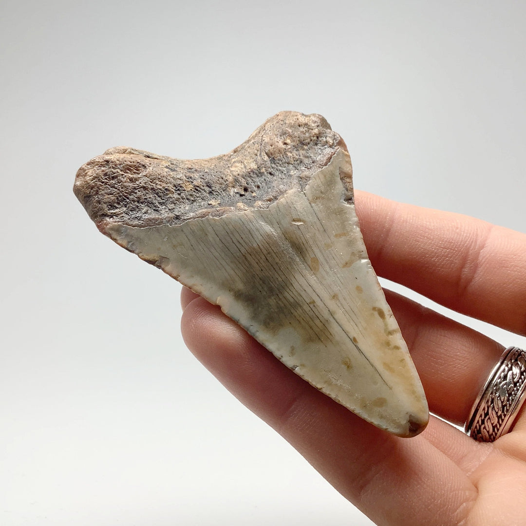 Shark Tooth Specimen: Carcharodon Megalodon