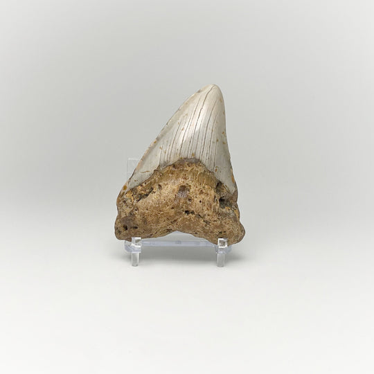 Shark Tooth Specimen: Carcharodon Megalodon