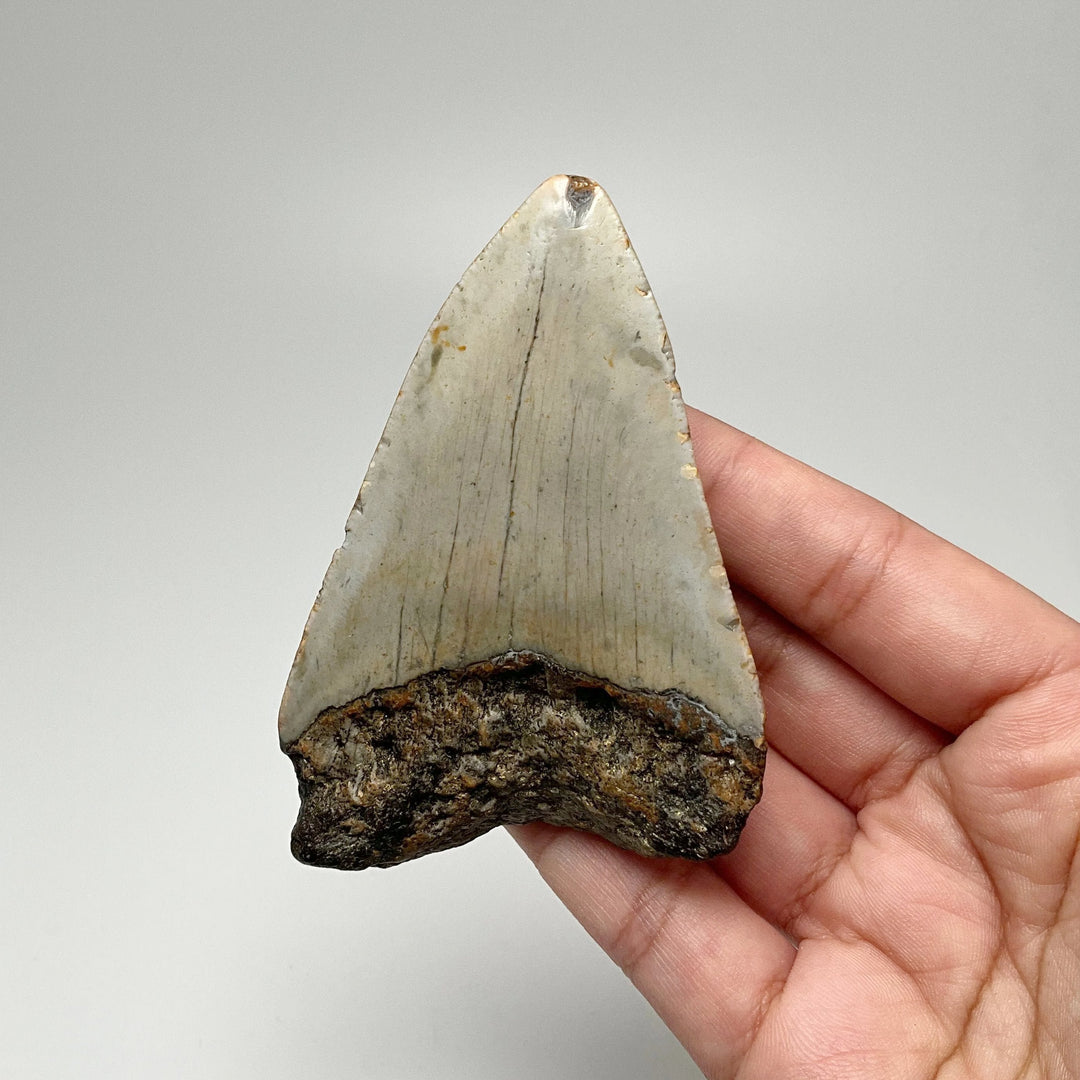 Shark Tooth Specimen: Carcharodon Megalodon