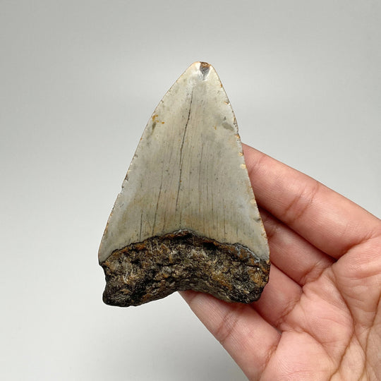 Shark Tooth Specimen: Carcharodon Megalodon