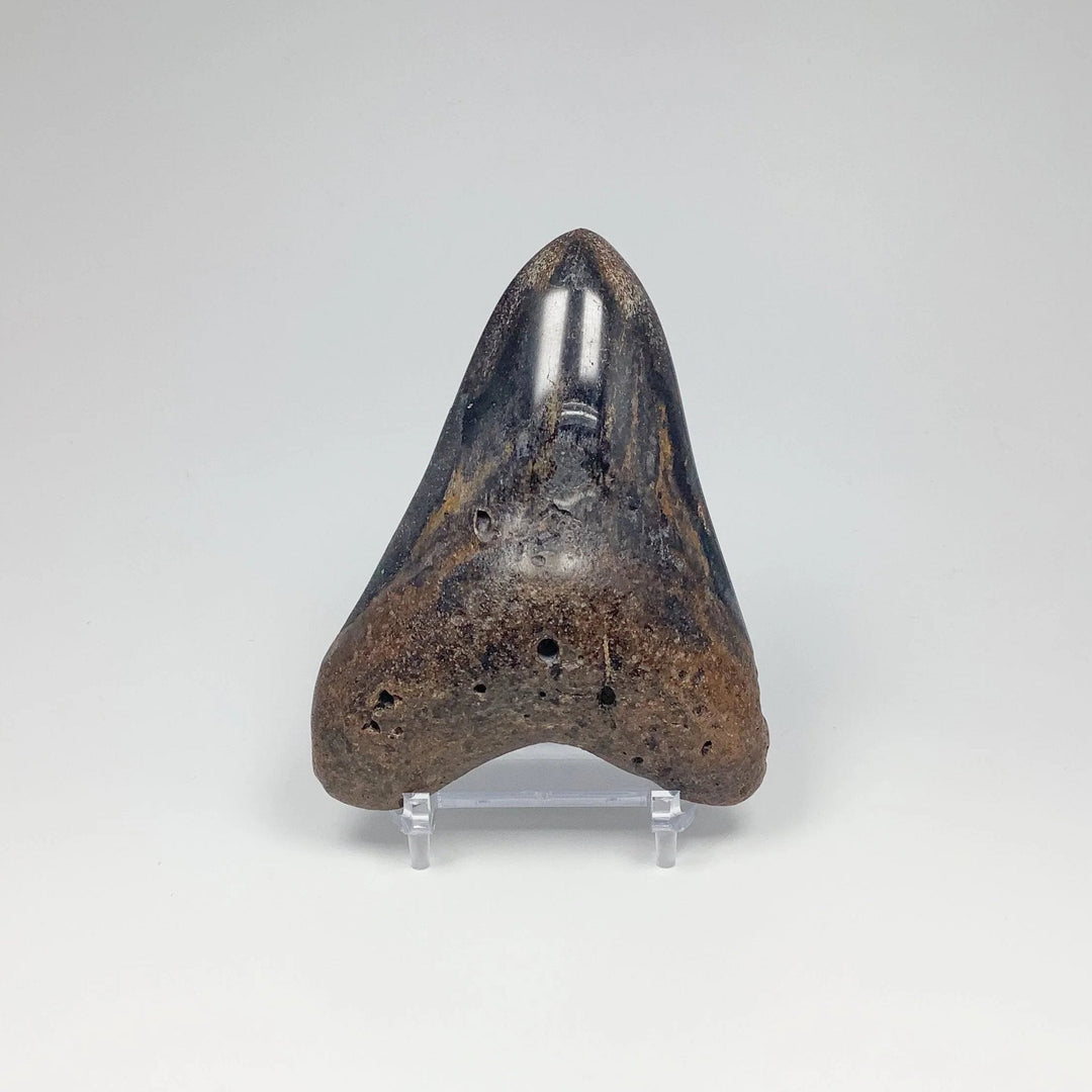 Shark Tooth Specimen: Carcharodon Megalodon